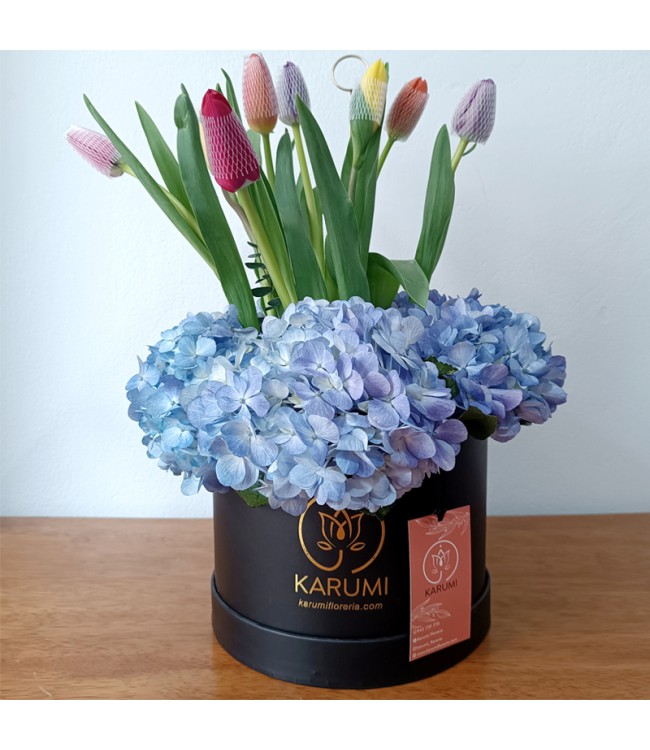 Box Tulipanes Ale Box Tulipanes Ale