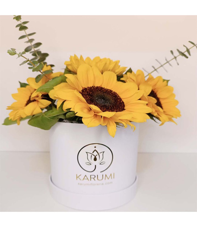Box Girasoles (BXG01) Box Girasoles (BXG01)