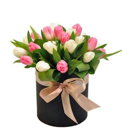 Box 24 Tulipanes