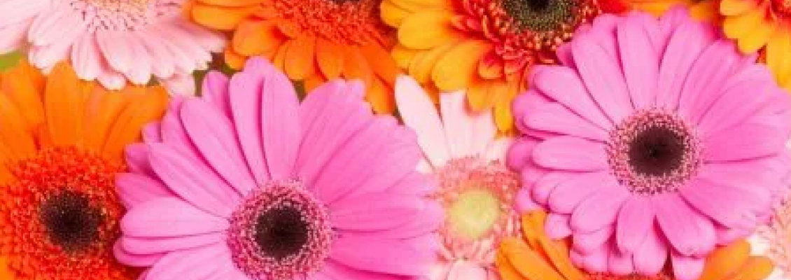 Datos interesantes de las Gerberas Datos interesantes de las Gerberas